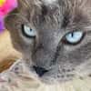 PAB28429 Chachou
