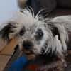 Punky
