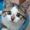 Kiara  ( adoption en cours )