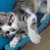 Kiara  ( adoption en cours )