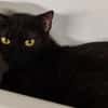 BLACKIE