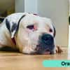 ORANE
