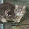TOM