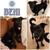 BENI -Menschenbezogen & verschmust-