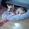 Sanfte Beja sucht