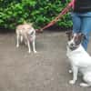 Sanfte Beja sucht