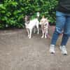 Sanfte Beja sucht