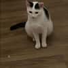 Lea sucht ein liebevolles Zuhause
