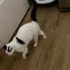 Lea sucht ein liebevolles Zuhause