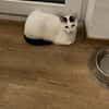 Lea sucht ein liebevolles Zuhause