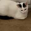 Lea sucht ein liebevolles Zuhause