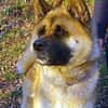 Akita-Inu sucht erfahrene Rasseliebhaber