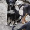 klein Sina sucht ihre Familie