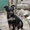 klein Sina sucht ihre Familie