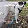 Sharo