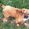 EIREEN -Rundum tolles Hundekind-