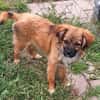EIREEN -Rundum tolles Hundekind-