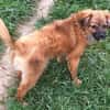 EIREEN -Rundum tolles Hundekind-