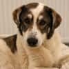Handicap- Pufi sucht sein Zuhause