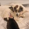 Handicap- Pufi sucht sein Zuhause
