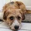 Tommy 43 cm 5-6 Jahre