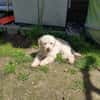 Liza, zarte Pudelhündin, ca. 2 Jahre