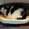 Douchka