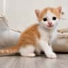 Biscoff