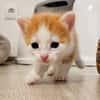 Biscoff