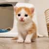 Biscoff
