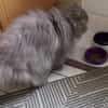 Notfall Josie, Besitzer schwer erkrankt