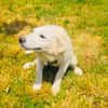 Josi ein Labrador Mix Mädchen