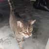 Liebevoller Kater Cádiz