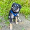 Ava ein Australien Shepherd Mix Mädchen
