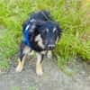 Ava ein Australien Shepherd Mix Mädchen