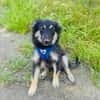 Ava ein Australien Shepherd Mix Mädchen