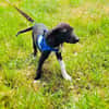 Tolles Labrador Mix Mädchen Rita