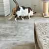 Süße etwas nervöse Katze Jazz