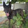 PEKSI sucht dringend Pflege- / Endplatz