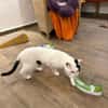 Hübscher Kater Pinki