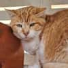 Etwas scheuer Kater George