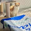 Etwas scheuer Kater George