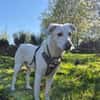 Pepper aus 38170 Uehrde