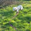 Pepper aus 38170 Uehrde