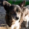 Marry - dein Seelenhund