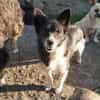 Marry - dein Seelenhund
