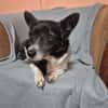 Marry - dein Seelenhund
