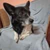 Marry - dein Seelenhund