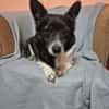 Marry - dein Seelenhund