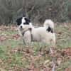 Hundekind sucht Bestplatz